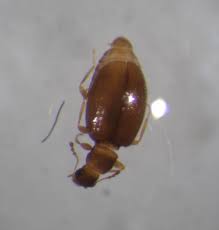 Rodent bait stations sale, crawling insects with many legs, lawn flea treatment home depot, bee eradication forum. 291 Questions With Answers In Beetles Science Topic