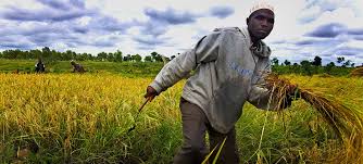 The food and agriculture organization (fao) is a specialized agency of the united nations leading international efforts to defeat hunger. Free Up Bottlenecks Stifling Africa S Agri Food Sector Urges Fao Chief Un News