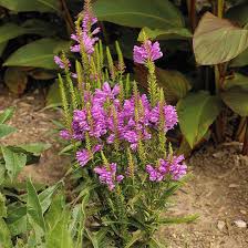 Perennials For Wet Soil Plants Perennial Plants Obedient Plant