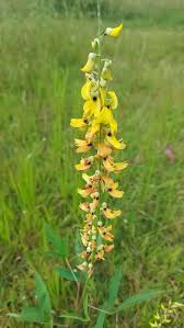 Image result for Crotalaria schlechteri