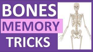 It is intermediate in structure, being. How To Learn The Human Bones Tips To Memorize The Skeletal Bones Anatomy Physiology Youtube