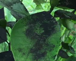 Image result for sooty mould