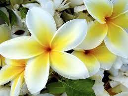 Dahliafor flower names in hindi and english check here flowers names. Tropical Beach Paradise Thailand Search Results Page 10 Eskipaper Com Cool Wallpapers