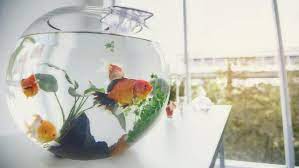 6 Manfaat Memelihara Ikan Hias Ini Penjelasan Ilmiahnya Hot Liputan6 Com