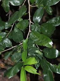 Image result for Huberantha mossambicensis