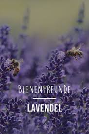 Bienenfreunde Lavendel Rettet Die Bienen Wir Sagen Euch Wie Ihr Euren Garten Und Balkon Bienenfre Garten Lavendel Bienenfreundlicher Garten Balkon Pflanzen