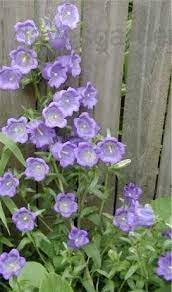 Plantfiles Pictures Campanula Species Canterbury Bells Bellflower Campanula Medium By Pinky100 Backyard Flowers Campanula Flower Garden