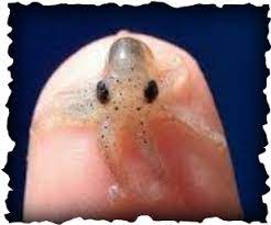 Atlantic Pygmy Baby Octopus Cute Baby Animals Baby Animals
