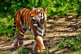 Animals indonesia mengutuk keras perbuatan keji ini. The Most Iconic Rainforest Animal Of Indonesia Borneoscape