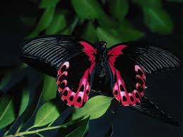 Tons of awesome wallpapers for chromebook to download for free. Free Download Amazing Black Purple Butterfly Okay Wallpaper 1024x768 For Your Desktop Mobile Tablet Explore 73 Purple Butterfly Wallpapers Free Desktop Wallpaper Butterflies Flowers Beautiful Butterfly Wallpapers For Desktop