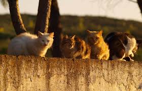 Maybe you would like to learn more about one of these? How To Humanely Get Rid Of Feral Cats Lovetoknow