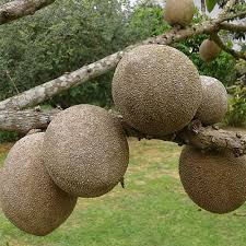 Image result for Pouteria