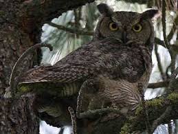 Birds Of Eastern Washington State Owls Native To Washington State Great Horned Owl Common Eastern Washington Pinterest Great Horned Owl Owl Animals