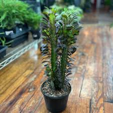 Image result for Euphorbia dedzana