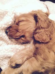Cocker Spaniel Puppy Sleeping Cute Dogs Puppies And Kitties Cocker Spaniel Puppies