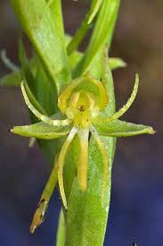 Image result for Habenaria supplicans
