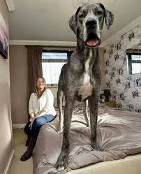 30 Gigantic Dogs In The World You Wona T Believe Are Actually Real Dogs Giantdogs Adorablepets Cutedogs Hulkthepitbull Largedogbre En Buyuk Kopek Buyuk Kopekler Ve Danua