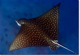 See more of eagle ray diving center on facebook. Spotted Eagle Ray In The Deep Blue Best Photo Posters