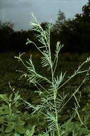 Image result for Tephrosia paradoxa