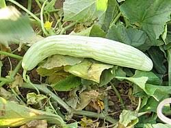 Image result for Cucumis cinereus