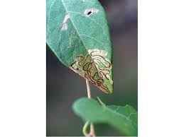 Image result for Stigmella freyella