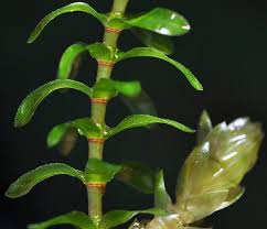 Image result for Elodea