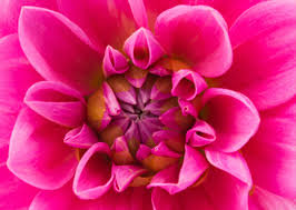 Maybe you would like to learn more about one of these? In Bloom Flowers Arlington Plano Mckinney Lewisville Carrollton