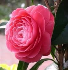 Camellia Japonica Jacks Camellia Flower Hybrid Tea Roses Flowers