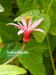 Image result for Passiflora sanguinolenta