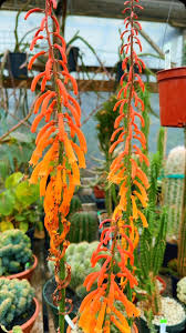 Image result for Kniphofia thomsonii