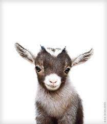 29 Funny Baby Goat Pictures That Show They Could Be The Most Adorable Animal Of All Baby Animal Prints Nursery Cute Baby Animals Baby Animals