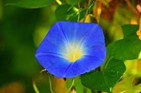 Morning Glory In 2021 Hanging Plants Climbing Plants Trellis Types Of Blue Flowers