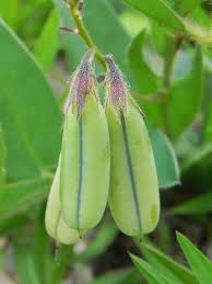 Image result for Stipularia