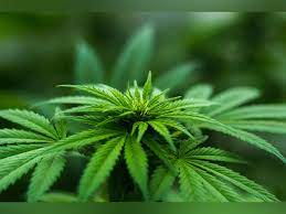 Cannabis users are more prone to nicotine consumption: Research - Articles