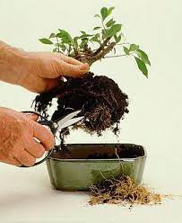 This makes it harder for your bonsai tree to establish itself, because it can't get as much moisture. Bonsai Containers Soil Potting And Repotting Bonsai Tree Types Bonsai Diy Ficus Ginseng Bonsai
