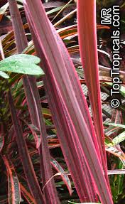 Image result for Dracaena afromontana