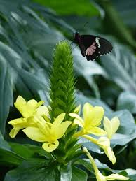 Image result for Acanthaceae