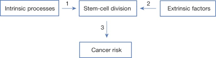 An effective regimen needs to do more than help you drop pounds, it should also promote habits that you. Substantial Contribution Of Extrinsic Risk Factors To Cancer Development Nature