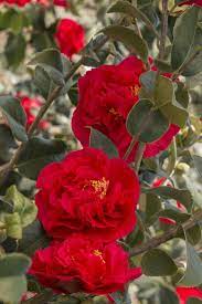 Pin On Flower Beds
