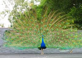 Последние твиты от peacocks (@peacocks). Wild Florida Peacocks Unique Florida Villages Of Citrus Hills