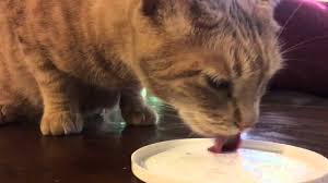 Yes, cats of all breeds can indeed eat honey in its liquid or crystalized form. Can Cats Eat Yogurt Constipation Diarrhea Issues To Know