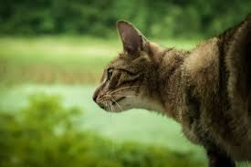 Check spelling or type a new query. How To Deal With Runaway Cats