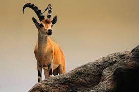 ibex hd wallpapers pictures wallpaper pictures animal wallpaper hd wallpaper
