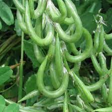 گیاه ناخنک: :Trigonella grandifora L و نام انگلیسی آن Melilotus officinalis  می‌باشد. و با نام‌های دیگری نظیر شبدر شیرین، بسنگ، شاه افسر، شبدر زرد،  بسیه، شاه بسه، ناخنک، یونجه زرد، گیاه قیصر