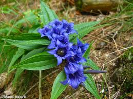 Image result for Gentiana asclepiadea alba