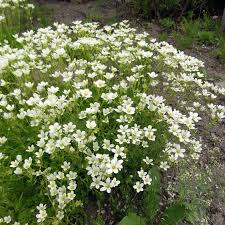 Image result for Galiniera saxifraga