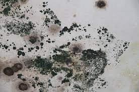 Maybe you would like to learn more about one of these? Toxic Black Mold Symptoms Test Removal Health Effects