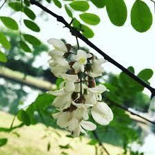 Image result for Robinia