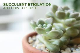The saguaro (carnegiea gigantea) is native to the sonoran desert in arizona and can grow more than 40 feet tall in the wild over the. Succulent Etiolation And How To Fix It Succulents Box