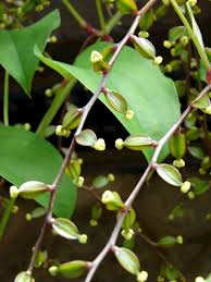 Image result for Dioscorea alata
